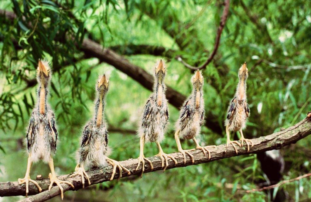 Photo of the week: 5 Young Green Herons on a Branch, Roy W. Lowe, USFWS Pacific Region by USFWS Headquarters is licensed under CC BY 2.0.